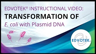 Transformation of E coli with Plasmid DNA  Edvotek Video Tutorial [upl. by Eltotsira]