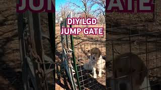 Livestock Guardian Dog Jump Gate lgd livestockguardiandog karakachan [upl. by Kaleb661]