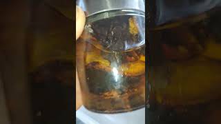 First duel extract with fomitopsis and ganoderma extraction mushrooms naturalmedicines [upl. by Akiria]