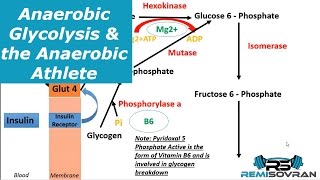 Anaerobic Glycolysis amp the Anaerobic Athlete  Sports Nutrition  Exercise Physiology [upl. by Acitel]