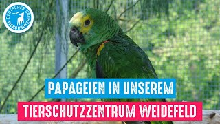 Papageien in unserem Tierschutzzentrum Weidefeld [upl. by Eveam519]