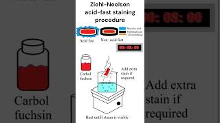 Ziehl Neelsen Acid fast staining procedure staining acidfast microbiology [upl. by Nivar]