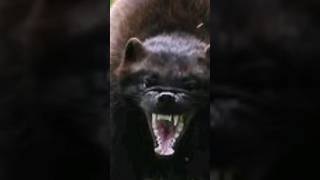 CARCAJU Wolverine do Reino Animal [upl. by Arjan]