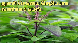 துளசி செடியை செழிப்பாக வளர்க்க 5 டிப்ஸ்  Tulsi Growing tips [upl. by Lennaj]