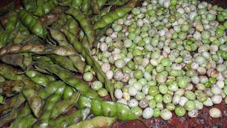 Pigeon peas 🫛 Toor dal nature vegetables birdsong birdsounds shorts [upl. by Corabelle658]