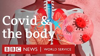 What does Covid19 do to the body  BBC World Service [upl. by Ayenet]