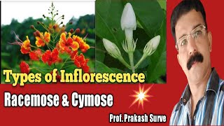 Types of inflorescence  Racemose amp Cymose  Class 11 Biology Practical  By Prof Prakash Surve [upl. by Tnaryb210]