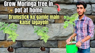 Grow Moringa tree in pot at home  Drumstick ko gamle main kaise lagayein [upl. by Cita]