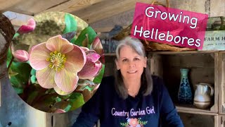 How to Grow and Care for Hellebores 💚  Gardening On Taylor Mountain 👩🏼‍🌾 [upl. by Scharaga]