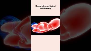 Normal Labor and Vaginal Birth Anatomy [upl. by Cerelly]