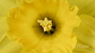 Blooming Narcissus Time Lapse [upl. by Ennaylil]