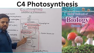 C4 Photosynthesis  Class 11  Bioenergetics  NBF  FBISE [upl. by Arno]