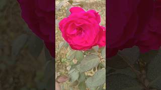 Rose realfools Drprashant1 [upl. by Ntsud]