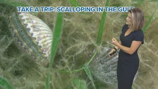 Additional Florida Gulf Coast counties open for scallop season this weekend [upl. by Laamak]