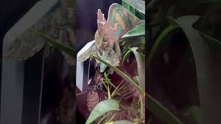 Veiled Chameleon Eating Hawk Moth [upl. by Longfellow]