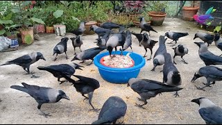 Best ever HD video of Crow birds  Many Crows Crowing sounds and Crowing noises in the Morning P928 [upl. by Iblok]