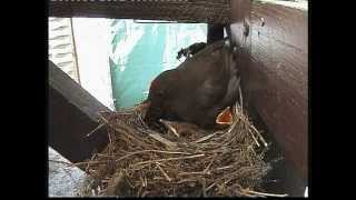 Amsel  Familie  in unserem Garten in Pirna 2012 [upl. by Francesca]