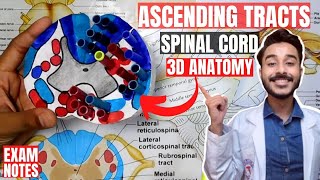 ascending tracts of spinal cord anatomy 3d  spinal cord tracts anatomy [upl. by Mudenihc771]