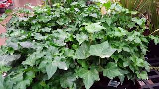 How to rejuvenate and thicken an Ivy Plant  Donna Joshi [upl. by Nilesoj296]