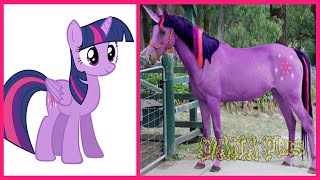 My Little Pony All Characters IN REAL LIFE 👉WANAPlus [upl. by Ofella]