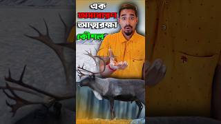 রেনডিয়ার সাইক্লোন। Reindeer cyclone 🤔।shorts india facts reindeer bangla abhieduwave [upl. by Aicelav]