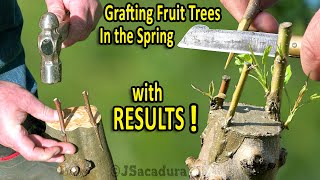 GRAFTING PEARS KIWIS GRAPES and FIGS in the SPRING  RESULTS and FollowUp [upl. by Rustice]