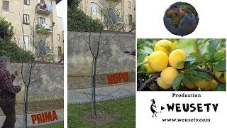 Botanica  Potatura giovane susino e taglio marze per innesto pt 1 pruning grafting [upl. by Safire5]