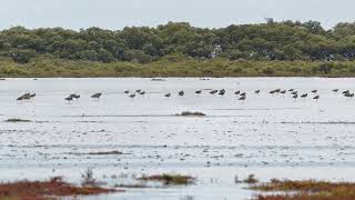 Eastern curlews Geoff Skinner Wetlands Wellington Point 15 November 2024 [upl. by Pepper]