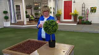 Wicker Park 2 Tall Potted Boxwood Tree on QVC [upl. by Ellehcan]