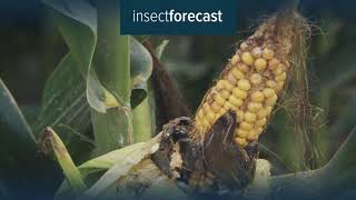 Insect Forecast  Detect the pests in your area [upl. by Yardna]