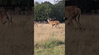 Richmond park London stag deer ruttingseason [upl. by Ianej]