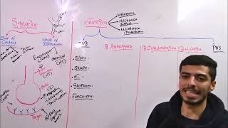 CNS 6 Synapse and Neuroglia [upl. by Ecnahc]