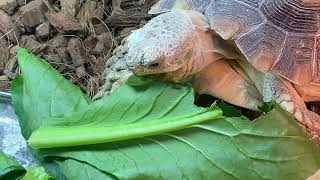 500g 20240320 African Spurred Tortoise  Congo 20230303 born [upl. by Addis]