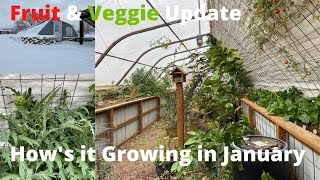 Growing fruits and veggies in January  Greenhouse update [upl. by Shae]