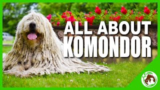 Komondor The Amazing Hungarian Dog Breed [upl. by Ynot834]