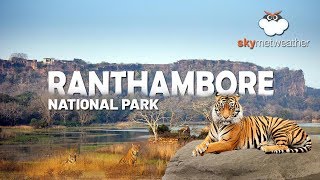 A heavenly experience for wildlife lovers  Ranthambore National Park [upl. by Euqcaj]