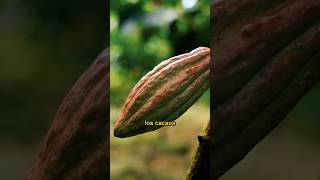 🔥 El Cacao Boliviano noticias alimentos curiosidades ultimo ultimominuto cacao [upl. by Clementine460]