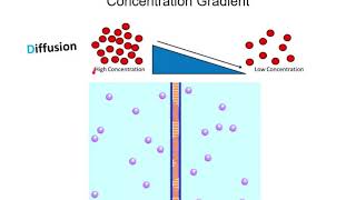 2 Concentration Gradients [upl. by Vahe]