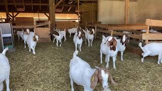 Boer Goats Burenziegen [upl. by Adamek]