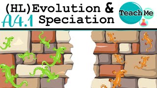 A41  Evolution amp Speciation  IB Biology HL [upl. by Ehav]