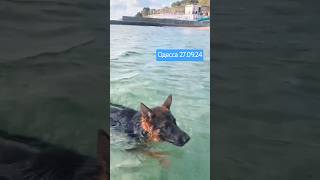 🏊‍♂️Speedboat named Prince German Shepherd Puppy Odessa [upl. by Urita513]