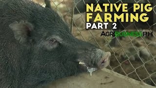 Native Pig Farming Part 2  Native Pig Farming Practices  Agribusiness Philippines [upl. by Shrier]