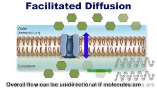 Human Anatomy and Physiology Diffusion and Transport [upl. by Abbot]