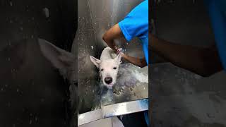 Keya se Keya ho gaya😜🤪trending ytshorts viralvideo funnyanimal grooming likeandsubscribe❤️‍🔥🔥🙏 [upl. by Chak786]