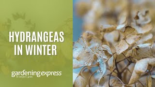 Hydrangeas in Winter  What to expect and how to care for a hydrangea [upl. by Hoj]