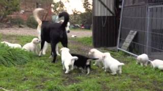 Blonde Border Collie Puppies [upl. by Clemence]