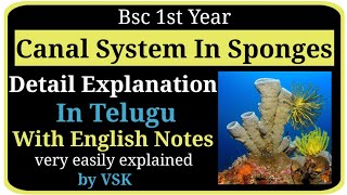 Canal System In Sponges Bsc 1st year Detail Explanation with Notes by VSK [upl. by Moon815]