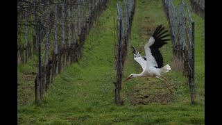 UN REGARD VERS LE PARC DES CIGOGNES À EGUISHEIM [upl. by Euqinom]