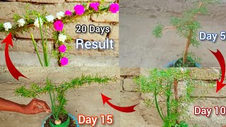 Easy DIY Garden ideas [upl. by Ahar90]