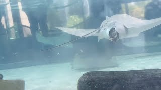 Stingray Birth Spotted At Aquarium [upl. by Bornstein]